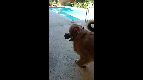 Golden Retriever works out with dumbbell in mouth