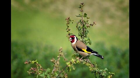 The original Tunisian goldfinch