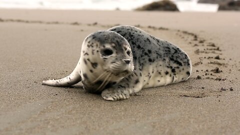seal pup is at the edge of the sea waiting for its mother.