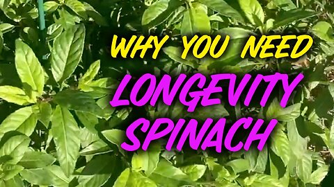 Why You Need Longevity Spinach! Central Florida Garden