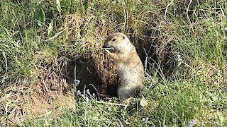 Life of wild animals. Gopher eats young grass.