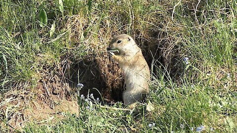 Life of wild animals. Gopher eats young grass.