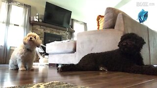 Cão ignora treinamento e come petisco do seu amigo