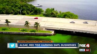 Local fisherman feel effects of green algae blooms