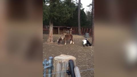 "A Baby Goat Jumps on And Off the Back of a Pony"
