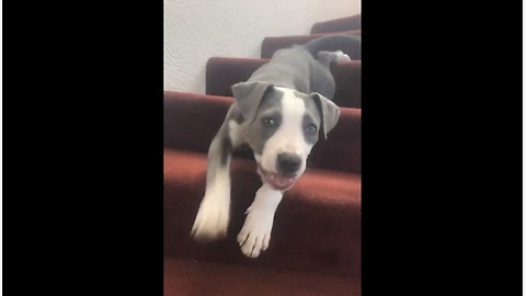 Puppy Finds A Fun Way Of Getting Down The Stairs