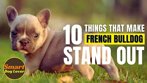 10 Things That Make a French Bulldog Stand Out | Dog Training Tips