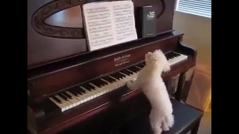 Buddy Piano's Master! Funny and cute beagle who plays piano!