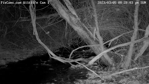 Eastern screech owl hunting over stream on Wildlife Cam 1 3/5/2023