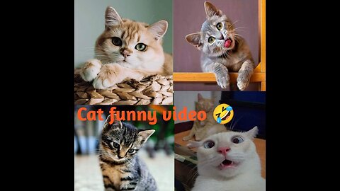 funniest animals video, funny cats compilation, cats funny