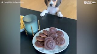 Affamé, ce beagle ne peut atteindre la nourriture