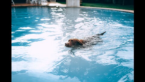 Golden Retriever Dog Swimming. Wonderful
