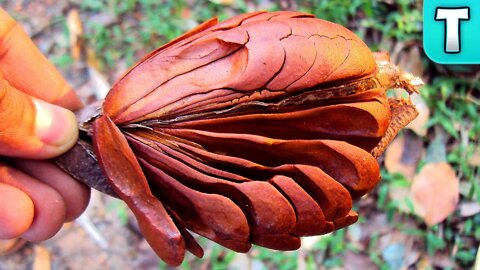 Rare Fruit with INCREDIBLE Seeds! | Fruits You've Never Heard Of (Swietenia macrophylla | Sky Fruit)