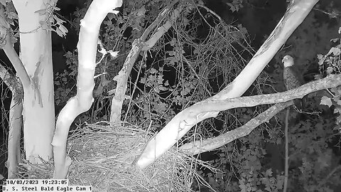 USS Bald Eagle cam 1 10-3-23 @ 19:23 Visitor lands on nest and then chased off.