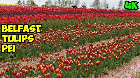 Belfast Tulip Field in Prince Edward Island