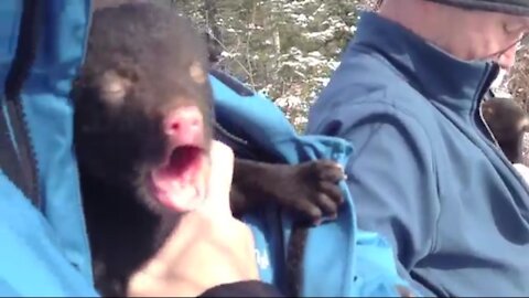 See How a BEAR Cub Crying Loudly
