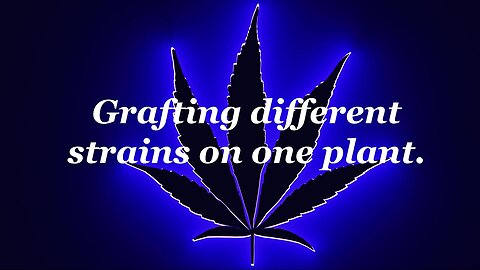 How to graft different strains on the same marijuana plant!
