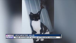 Man accused of killing kitten with hammer