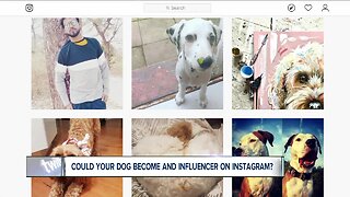 How to make your dog Instagram famous, be a social media influencer