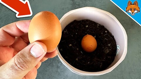 Bury an EGG in Potting Soil and WATCH WHAT HAPPENS after 7 Days💥(Mind Blowing)🤯