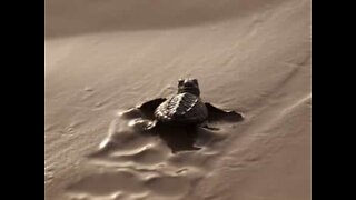 Skildpaddeunger løber til havet i Florida