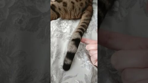 He didn't even flinch! #bengalcat #funnycatvideo #viral