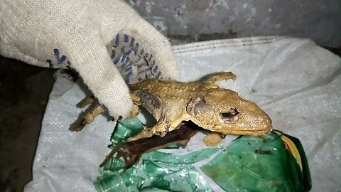 Geckos from Vietnamese tinctures 1994
