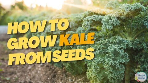 Learn How to Plant KALE and Care for Your New Plants