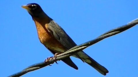 IECV NV #350 - 🐤 American Robin In The Weeping Willow Tree And On The Wire 5-25-2017
