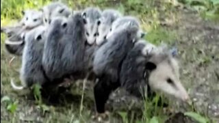 This opossum mom's energy is limitless!