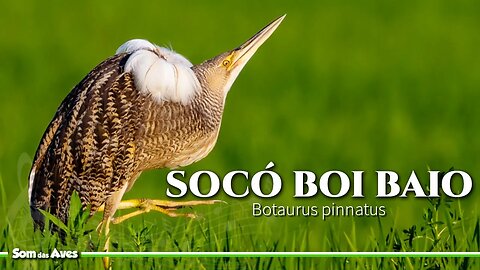 SOCÓ BOI BAIO (Botaurus pinnatus) Imagens do Socó Boi Cantando