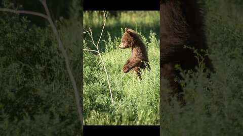 Wildlife Photography Images #Shorts #wildlifephotography
