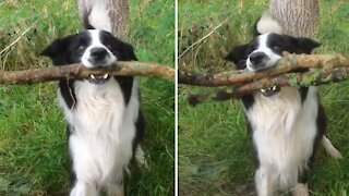 Dog Hilariously Struggles To Fit Stick Through Gate
