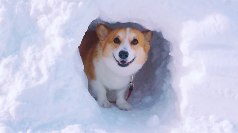 Adventurous corgi explores snow tunnel