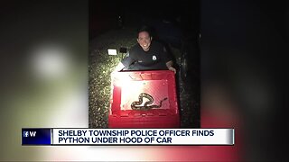 Shelby Township police officer finds python under hood of car