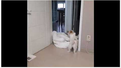 Jack Russell has priceless reaction to 'What The Fluff' challenge