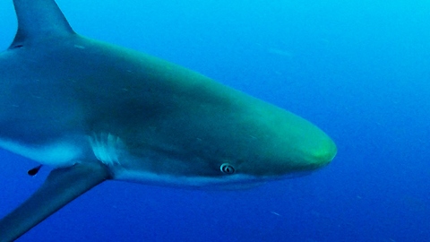 Circling sharks aggressively bump into diver