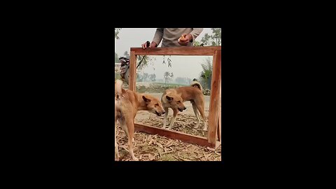 Super Funny Mirror Prank on Dog | Hilarious dog reaction to mirror prank