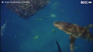 Ces requins ont une technique de chasse imparable