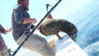 Goliath Grouper Off The Florida Coast