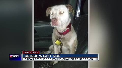 Sweet dog rescued by Detroit Pit Crew after being found chained to a stop sign