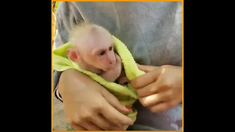 Sleepy bath yawn monkey