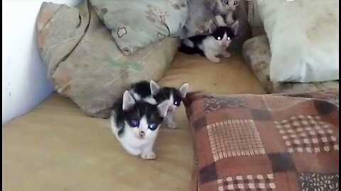 Cute baby cats on the bed ,cat lovers
