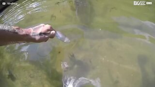 Pesce gigante mangia dalla mano di un uomo