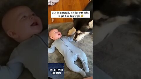 Tickle Time: Watch the Dog Make a Baby Laugh #shorts #dog #baby #cute #funny