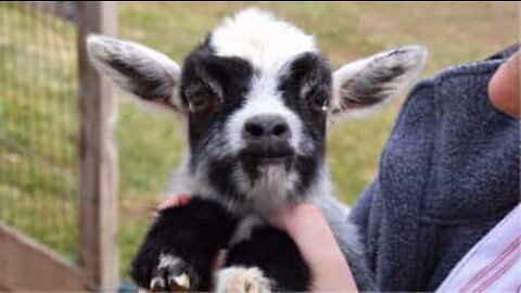 Bouncing baby goat causes a ruckus