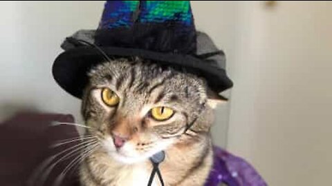 Ce chat magicien parvient à se faire disparaître