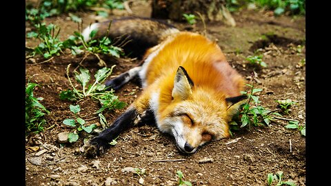 Fox Facts: The Weird and Wonderful