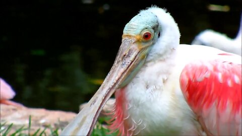 beautiful birds with nature