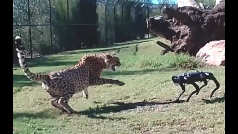 Cheetah vs Robodog - Zoo Robot Research testing